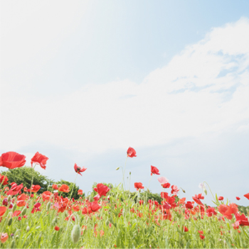 Hilfestellung Blumenfeld